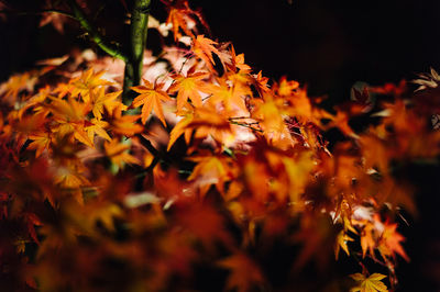 Close-up of flowers against blurred background