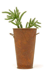 Close-up of potted plant against white background