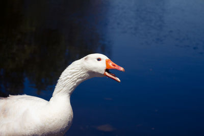 White-feathered animals called geese. animals in their natural habitat. large birds