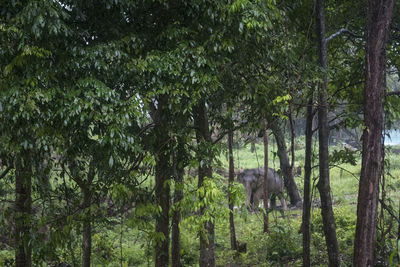 View of a forest