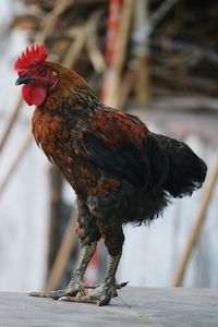 Close-up of rooster