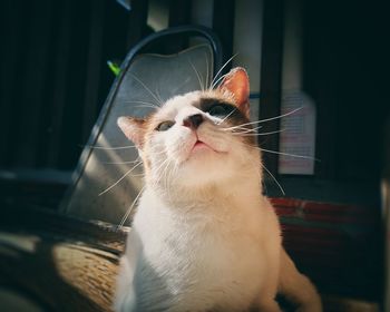 Close-up of cat sitting