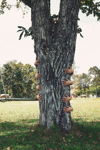 Trees growing in park against clear sky