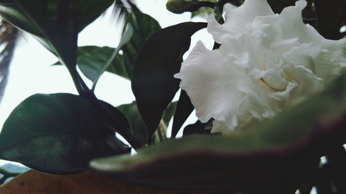 Close-up of white flowering plant