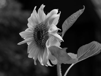 Close-up of white flowering plant