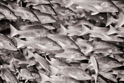 Caribbean snappers, underwater shot