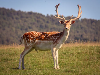 Deer standing on field