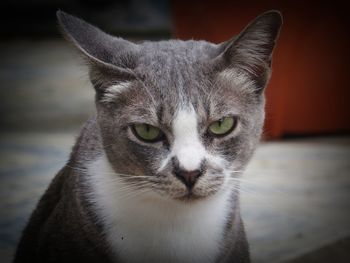 Close-up portrait of tabby cat