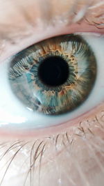 Close-up of human eye