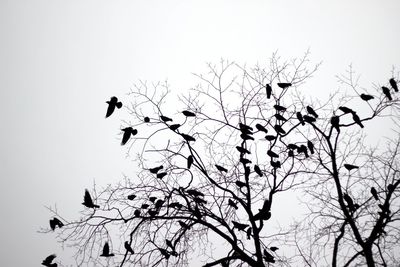 Low angle view of birds perching on tree