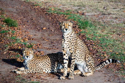 Cheetah relaxing on a field