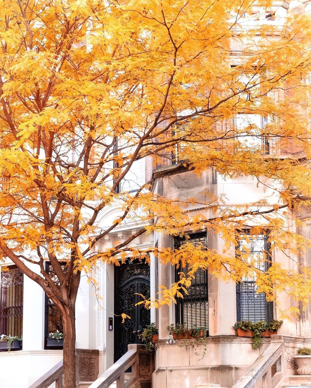 VIEW OF TREE IN AUTUMN