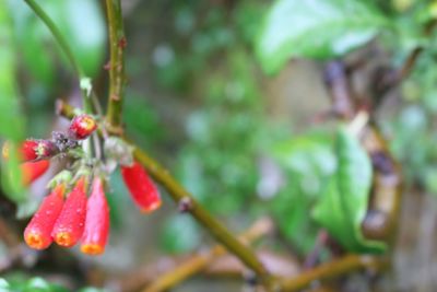 Close-up of red flower