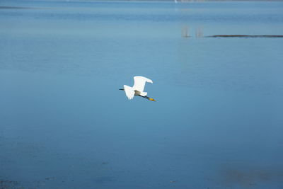 Bird at shoreline at mountain view park, mountain view, ca, us