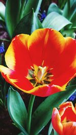 Close-up of day lily blooming outdoors