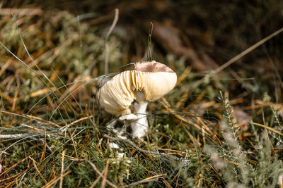 Close-up of mushroom growing on field