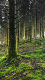 Trees growing in forest