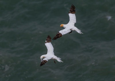 Flying gannets