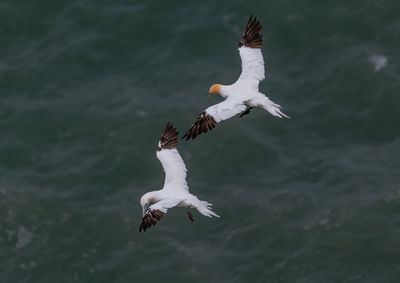 Low angle view of seagulls flying over sea