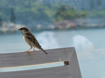 Bird perching on terrace chair against sea