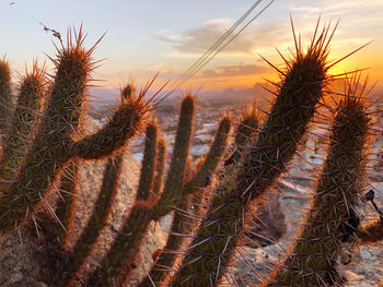 Close-up of cactus plant on field against sky