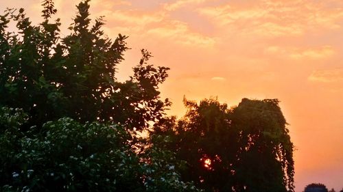 Trees against sky during sunset