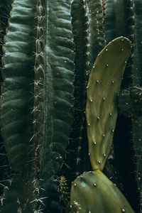 Close-up of plant