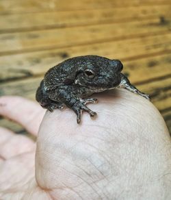 Cropped hand with tree frog