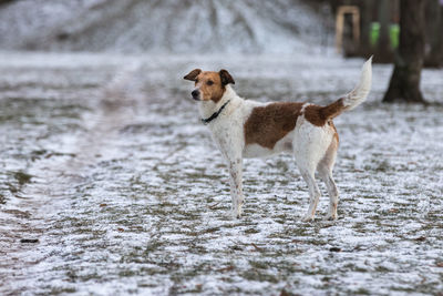 Dog in snow