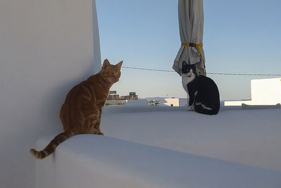 Cat looking at camera against sky