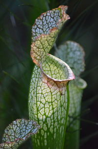 Close-up of insect on leaf