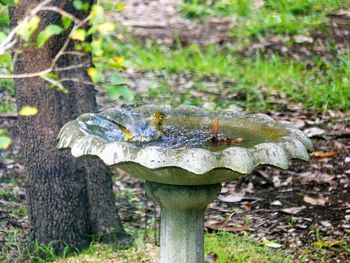 Close-up of caterpillar on tree stump