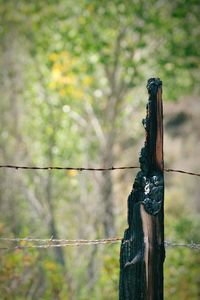 Close-up of barbed wire on wooden post