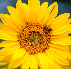 Close-up of sunflower