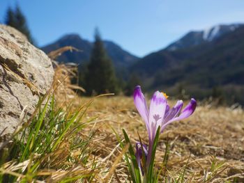 Close-up of purple crocus flower on field