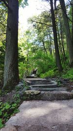 Trees in forest