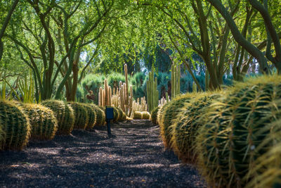 Rows of cactii amidst trees in garden