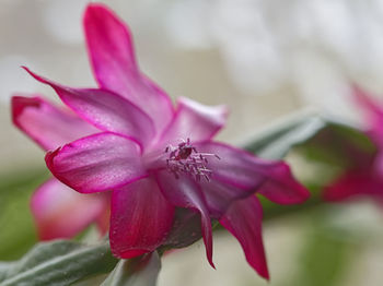 Close-up of pink flower