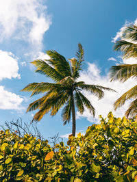 Low angle view of palm tree against sky