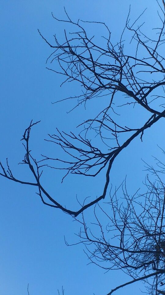 bare tree, clear sky, low angle view, branch, blue, tree, tranquility, nature, beauty in nature, copy space, scenics, outdoors, day, sky, no people, tranquil scene, tree trunk, growth, silhouette, high section