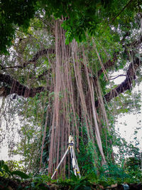 Low angle view of trees in forest