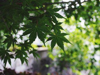 Close-up of leaves on tree