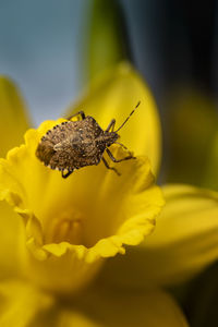 Close-up of insect on yellow flower