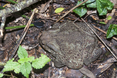 Plants growing on a tree