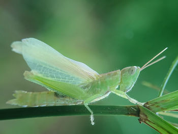 Close-up of insect on leaf