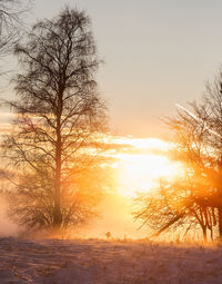 Close-up of tree against sky during sunset