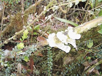 High angle view of white flowers blooming on tree