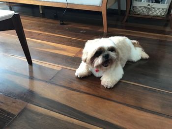 Close-up of dog on hardwood floor