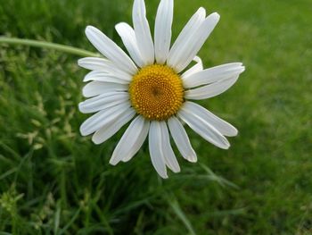 Close-up of white daisy flower on field