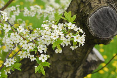 Close-up of white flowering plant